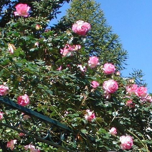 Alb cu marginea petalelor roz - Trandafir copac cu trunchi înalt - cu flori teahibrid - coroană curgătoare